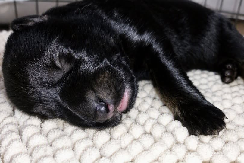 De La Clique Des Lous'tics - Chiots disponibles - Berger Allemand