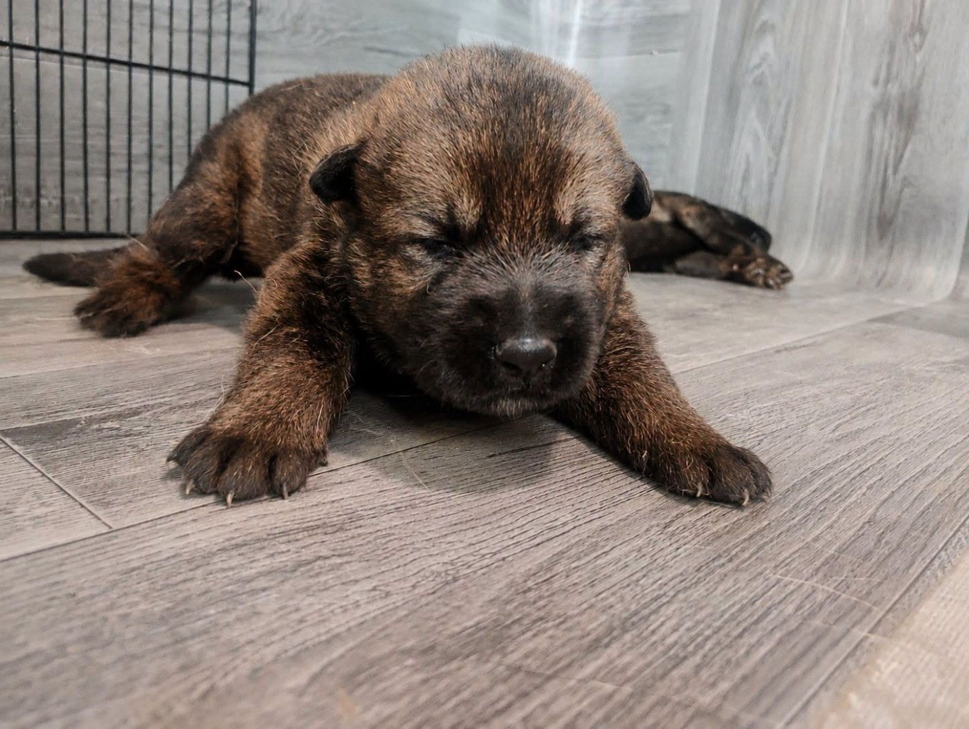De La Clique Des Lous'tics - Chiots disponibles - Berger Allemand
