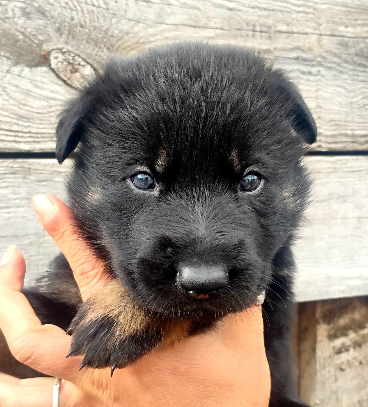 De La Clique Des Lous'tics - Chiots disponibles - Berger Allemand