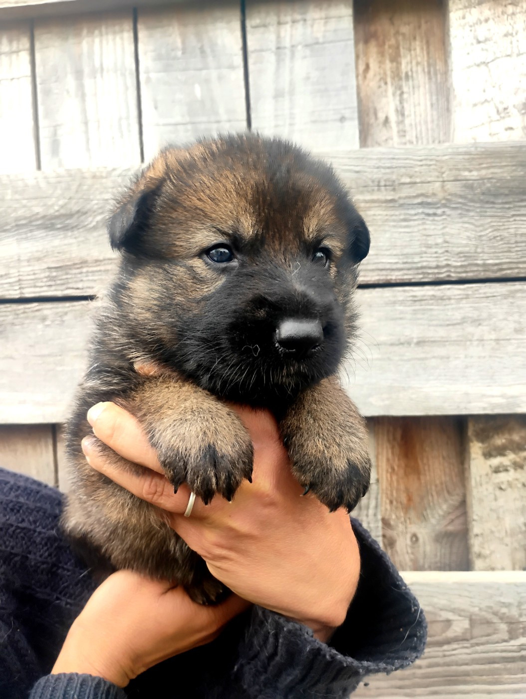 De La Clique Des Lous'tics - Chiots disponibles - Berger Allemand