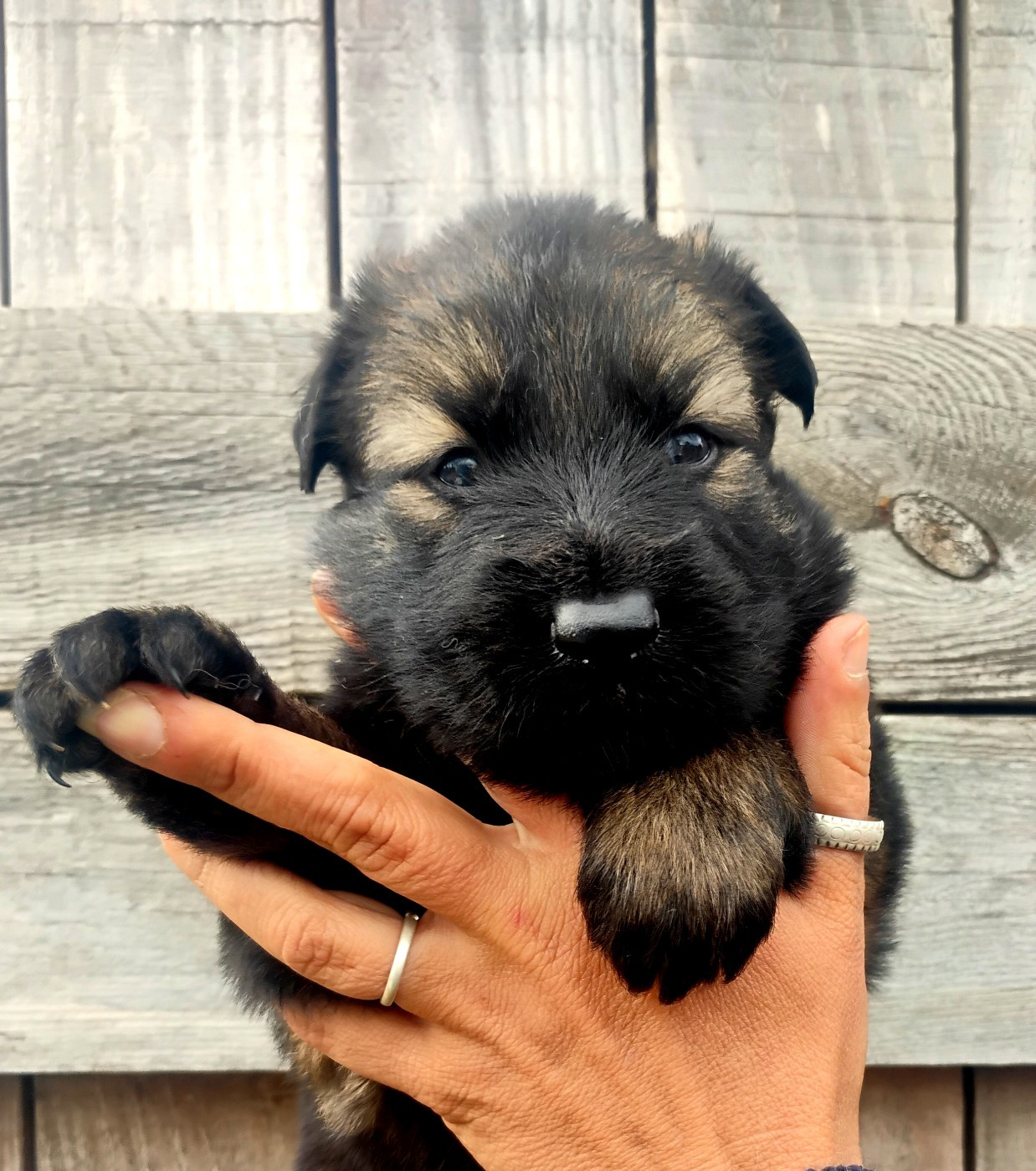 De La Clique Des Lous'tics - Chiots disponibles - Berger Allemand