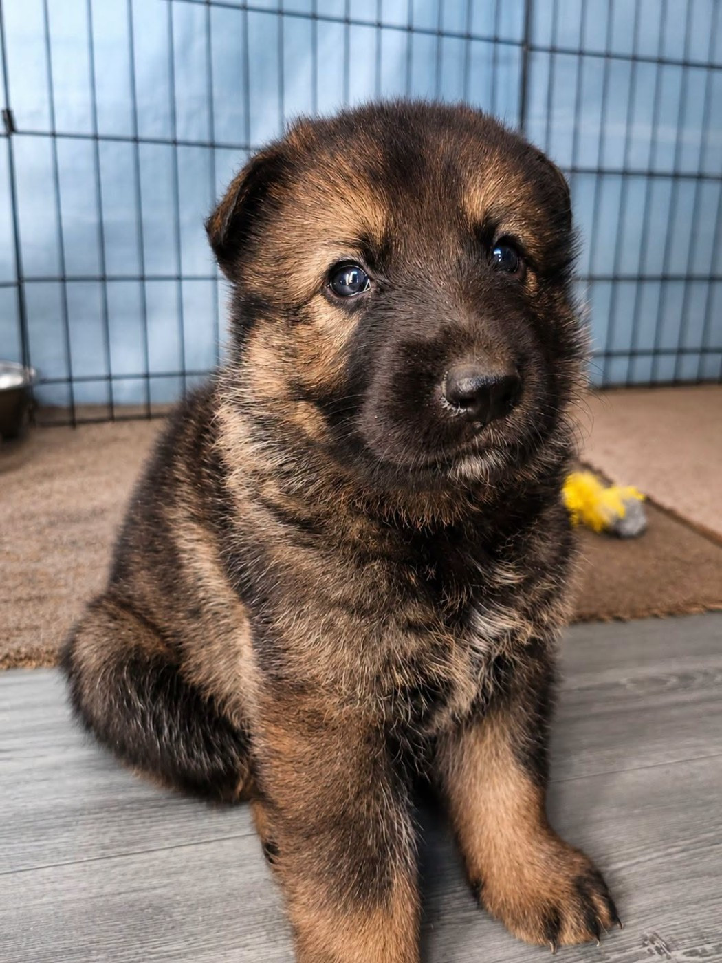 De La Clique Des Lous'tics - Chiots disponibles - Berger Allemand