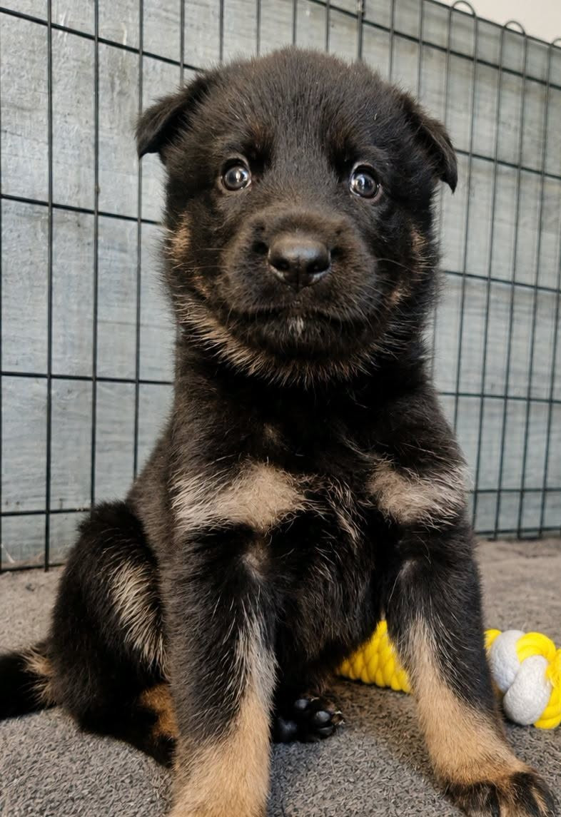 De La Clique Des Lous'tics - Chiots disponibles - Berger Allemand