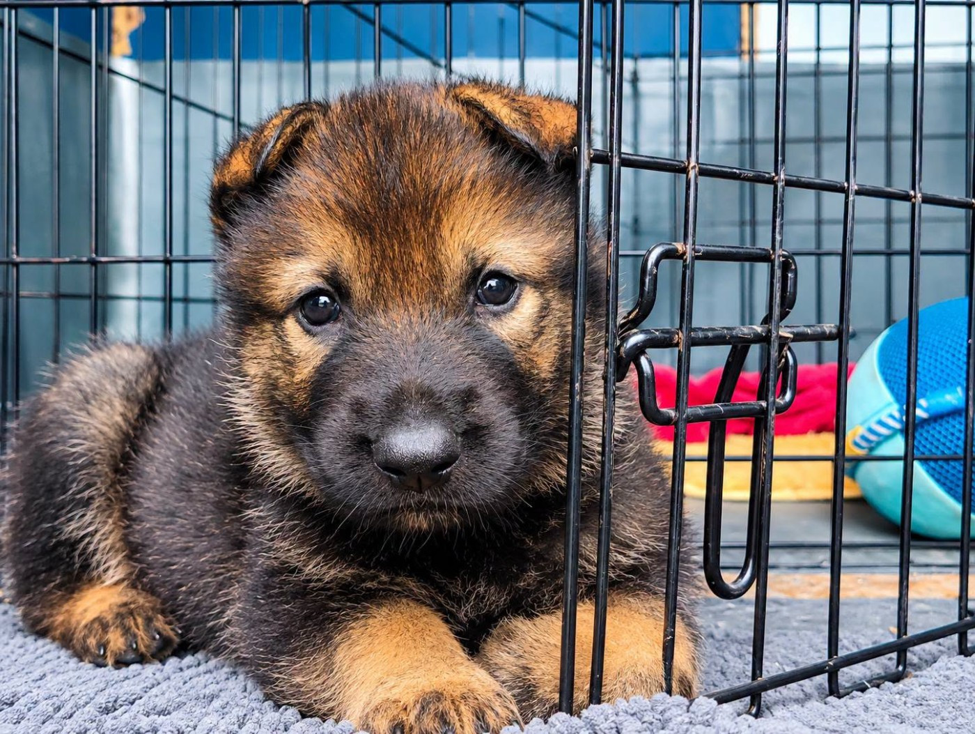 De La Clique Des Lous'tics - Chiots disponibles - Berger Allemand