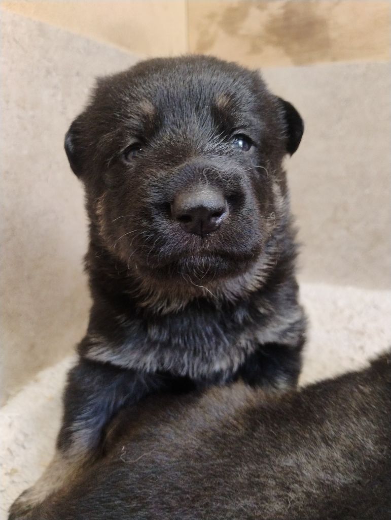 De La Clique Des Lous'tics - Chiots disponibles - Berger Allemand