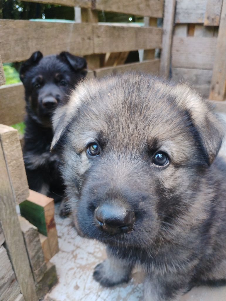 De La Clique Des Lous'tics - Chiots disponibles - Berger Allemand