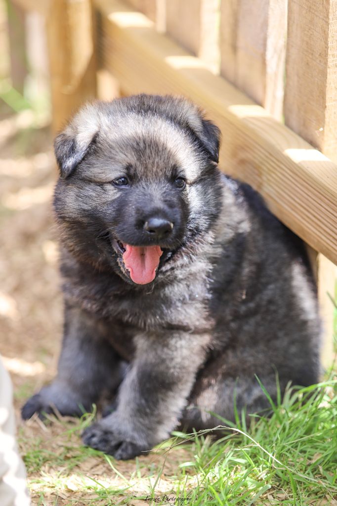 De La Clique Des Lous'tics - Chiots disponibles - Berger Allemand